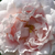 Alb - Trandafir alba - Ännchen von Tharau